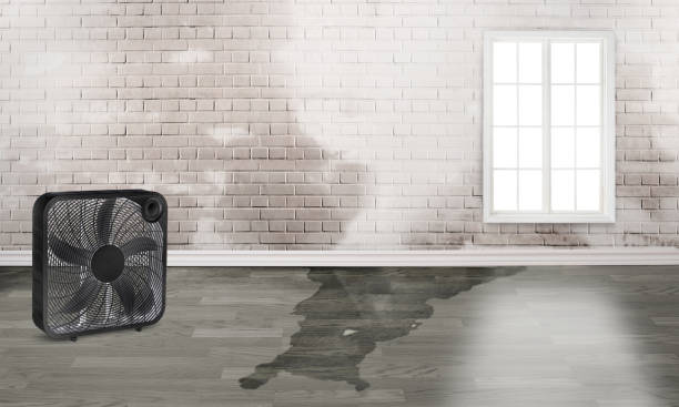 Best Water damage contractors near me  in Baldwin City, KS
